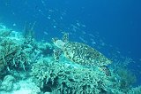 Curacao 04-12 582